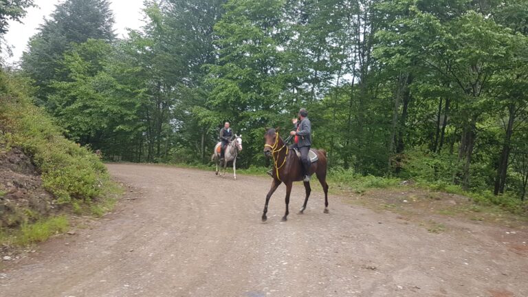 Köy Konağı Düzce Safari